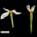 Narcissus deficiens (Triparted-crown late Narcissus) - CLICK TO ENLARGE PHOTO