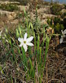 Narcissus deficiens (Triparted-crown late Narcissus) - CLICK TO ENLARGE PHOTO