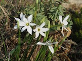 Narcissus deficiens (Triparted-crown late Narcissus) - CLICK TO ENLARGE PHOTO