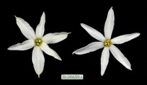 Narcissus deficiens (Triparted-crown late Narcissus) - CLICK TO ENLARGE PHOTO