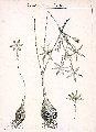 Narcissus deficiens (Triparted-crown late Narcissus) - CLICK TO ENLARGE PHOTO