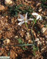 Narcissus deficiens (Triparted-crown late Narcissus) - CLICK TO ENLARGE PHOTO