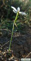 Narcissus deficiens (Triparted-crown late Narcissus) - CLICK TO ENLARGE PHOTO