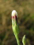Aster squamatus (Narrow-leaved Aster) - CLICK TO ENLARGE PHOTO