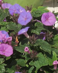 Ipomoea nil (Click to view plant profile)