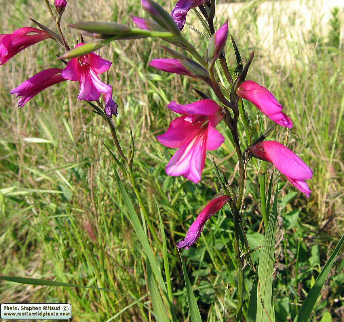 Gladiolus italicus 25 Seeds Gladiolus Wild 