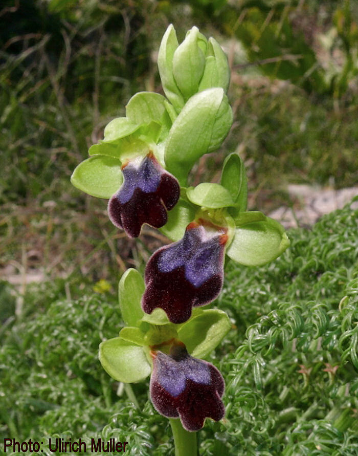 Ophrys iricolor subsp. eleonorae / Valles' rainbow bee Orchid / Dubbiena ta\' Tuneż