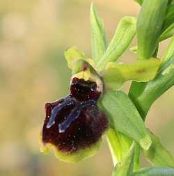 Ophrys passionis (Click to view plant profile)