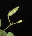 Oxalis stricta (Yellow Wood Sorrel) - CLICK TO ENLARGE PHOTO