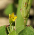 Oxalis stricta (Yellow Wood Sorrel) - CLICK TO ENLARGE PHOTO