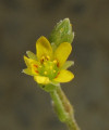 Oxalis stricta (Yellow Wood Sorrel) - CLICK TO ENLARGE PHOTO