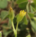 Oxalis stricta (Yellow Wood Sorrel) - CLICK TO ENLARGE PHOTO