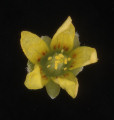 Oxalis stricta (Yellow Wood Sorrel) - CLICK TO ENLARGE PHOTO