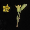 Oxalis stricta (Yellow Wood Sorrel) - CLICK TO ENLARGE PHOTO