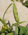 Oxalis stricta (Yellow Wood Sorrel) - CLICK TO ENLARGE PHOTO