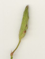 Oxalis stricta (Yellow Wood Sorrel) - CLICK TO ENLARGE PHOTO