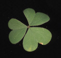 Oxalis stricta (Yellow Wood Sorrel) - CLICK TO ENLARGE PHOTO