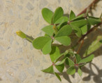 Oxalis stricta (Yellow Wood Sorrel) - CLICK TO ENLARGE PHOTO