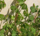 Oxalis stricta (Yellow Wood Sorrel) - CLICK TO ENLARGE PHOTO