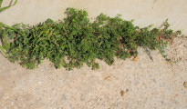 Oxalis stricta (Yellow Wood Sorrel) - CLICK TO ENLARGE PHOTO