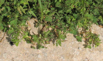 Oxalis stricta (Yellow Wood Sorrel) - CLICK TO ENLARGE PHOTO