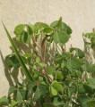 Oxalis stricta (Yellow Wood Sorrel) - CLICK TO ENLARGE PHOTO