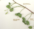Oxalis stricta (Yellow Wood Sorrel) - CLICK TO ENLARGE PHOTO