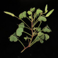 Oxalis stricta (Yellow Wood Sorrel) - CLICK TO ENLARGE PHOTO