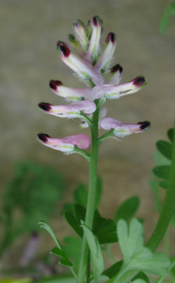 Fumaria muralis (Click to view plant profile)