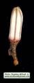 Asphodelus ramosus (Branched Asphodel) - CLICK TO ENLARGE PHOTO