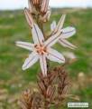 Asphodelus ramosus (Branched Asphodel) - CLICK TO ENLARGE PHOTO