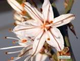 Asphodelus ramosus (Branched Asphodel) - CLICK TO ENLARGE PHOTO