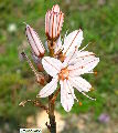 Asphodelus ramosus (Branched Asphodel) - CLICK TO ENLARGE PHOTO