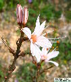Asphodelus ramosus (Branched Asphodel) - CLICK TO ENLARGE PHOTO