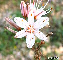 Asphodelus ramosus (Branched Asphodel) - CLICK TO ENLARGE PHOTO