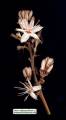 Asphodelus ramosus (Branched Asphodel) - CLICK TO ENLARGE PHOTO