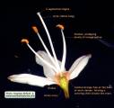 Asphodelus ramosus (Branched Asphodel) - CLICK TO ENLARGE PHOTO