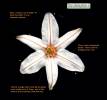 Asphodelus ramosus (Branched Asphodel) - CLICK TO ENLARGE PHOTO