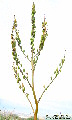 Asphodelus ramosus (Branched Asphodel) - CLICK TO ENLARGE PHOTO