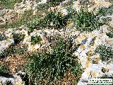 Asphodelus ramosus (Branched Asphodel) - CLICK TO ENLARGE PHOTO