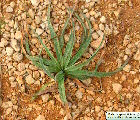 Asphodelus ramosus (Branched Asphodel) - CLICK TO ENLARGE PHOTO