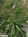 Asphodelus ramosus (Branched Asphodel) - CLICK TO ENLARGE PHOTO
