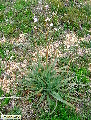 Asphodelus ramosus (Branched Asphodel) - CLICK TO ENLARGE PHOTO