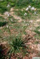 Asphodelus ramosus (Branched Asphodel) - CLICK TO ENLARGE PHOTO