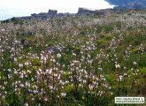 Asphodelus ramosus (Branched Asphodel) - CLICK TO ENLARGE PHOTO