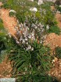Asphodelus ramosus (Branched Asphodel) - CLICK TO ENLARGE PHOTO