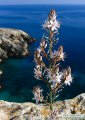 Asphodelus ramosus (Branched Asphodel) - CLICK TO ENLARGE PHOTO