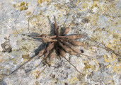Asphodelus ramosus (Branched Asphodel) - CLICK TO ENLARGE PHOTO