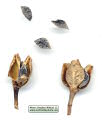 Asphodelus ramosus (Branched Asphodel) - CLICK TO ENLARGE PHOTO
