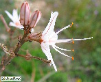 Asphodelus ramosus (Branched Asphodel) - CLICK TO ENLARGE PHOTO